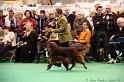 Crufts2011_2 050